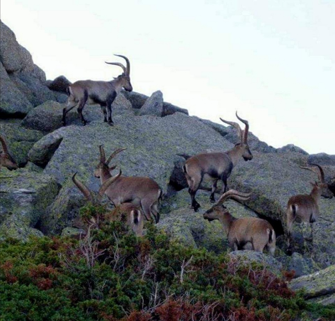 Fauna 2