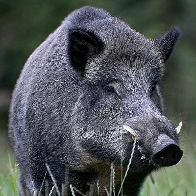 jabali